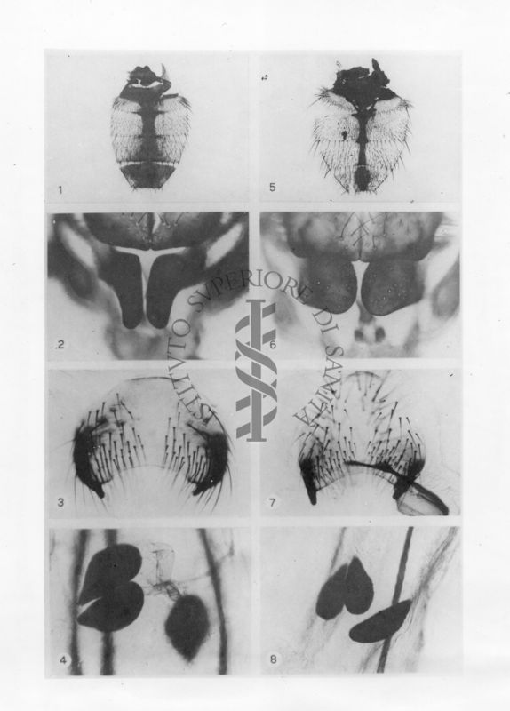Foto di particolari dell'addome (1 e 5), dell'apparato genitale femminile (2, 3, 6, 7) e delle spermateche (4, 8) di mosca