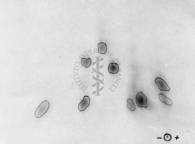 Montaggio di gel cromatografico su carta