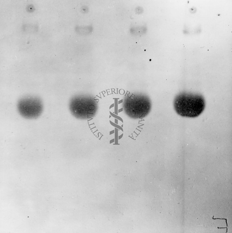 Montaggio di gel cromatografico su carta