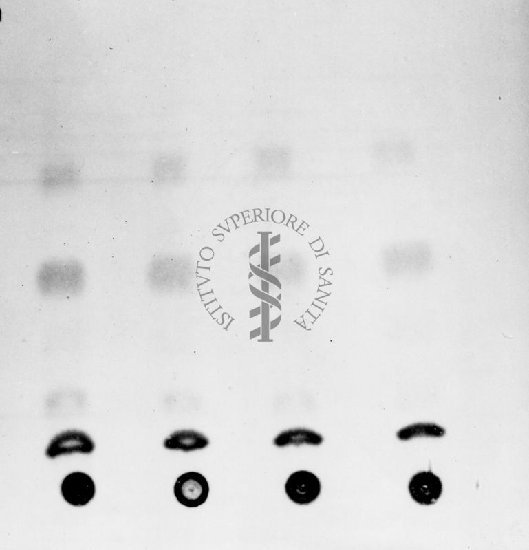 Montaggio di gel cromatografico su carta