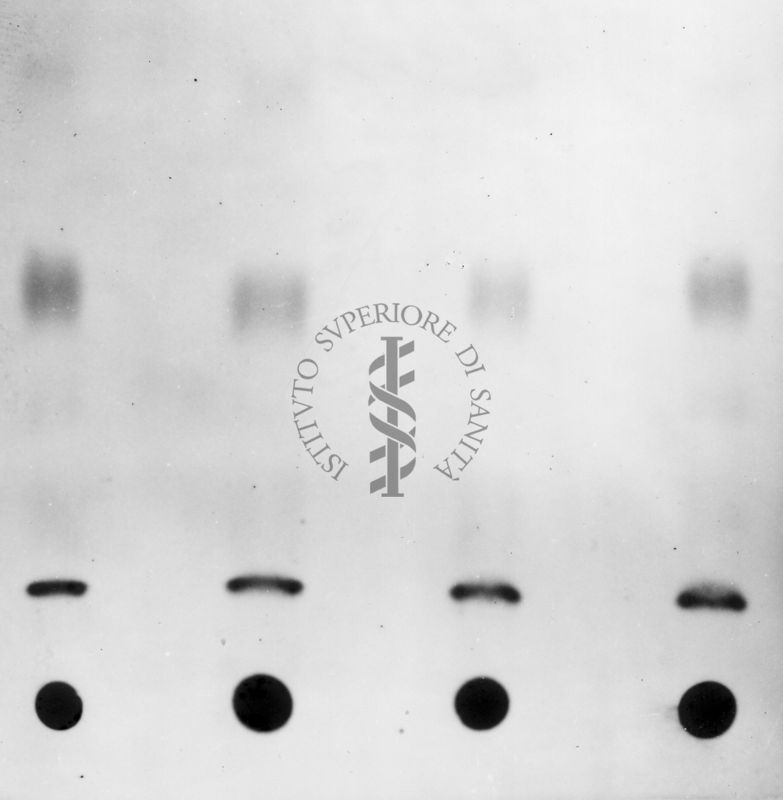 Montaggio di gel cromatografico su carta