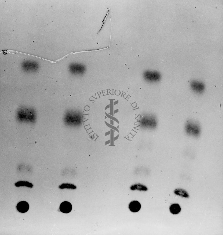 Montaggio di gel cromatografico su carta