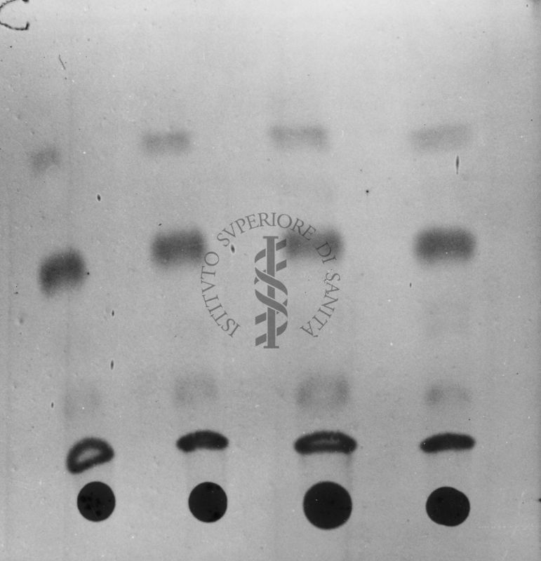 Montaggio di gel cromatografico su carta