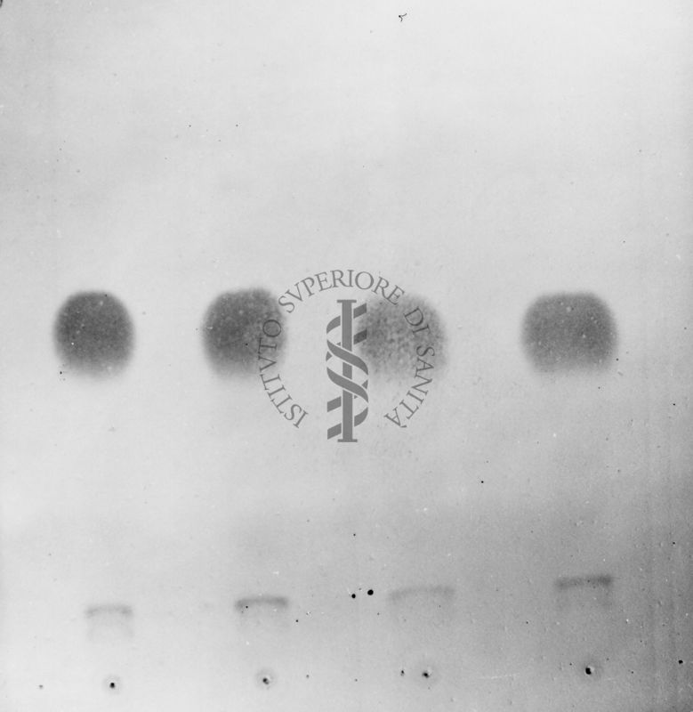 Montaggio di gel cromatografico su carta