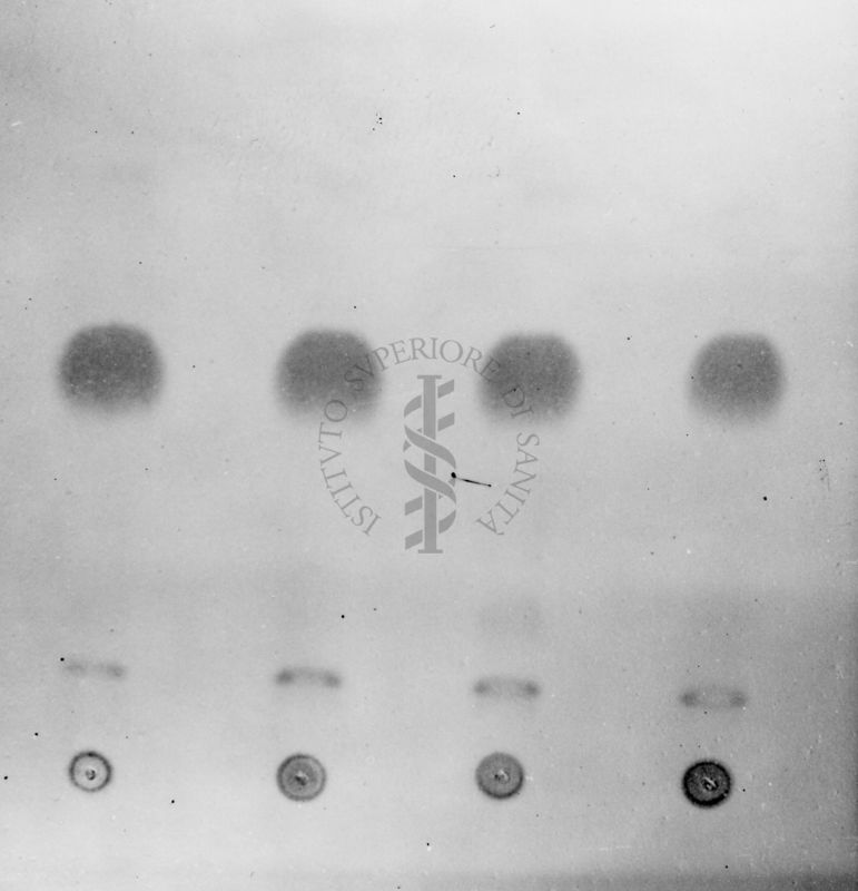 Montaggio di gel cromatografico su carta