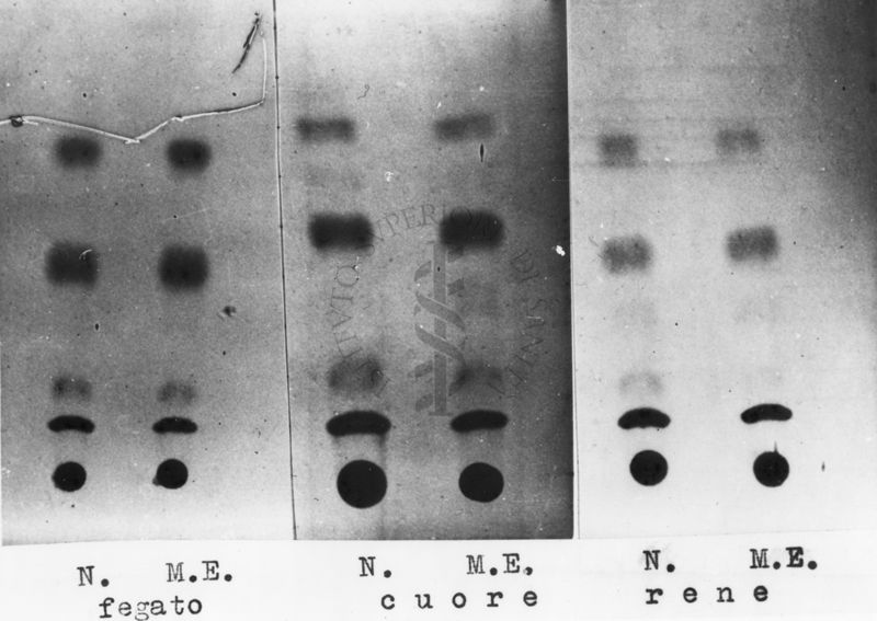 Montaggio di gel cromatografico su carta