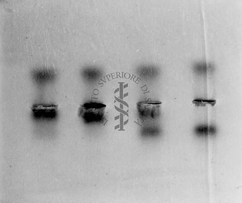 Montaggio di gel cromatografico su carta