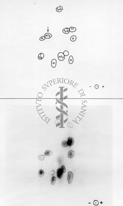 Montaggio di gel cromatografico su carta