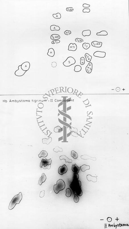 Montaggio di gel cromatografico su carta