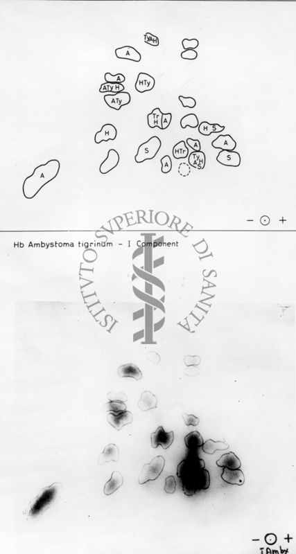 Montaggio di gel cromatografico su carta