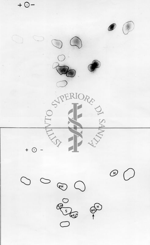 Montaggio di gel cromatografico su carta