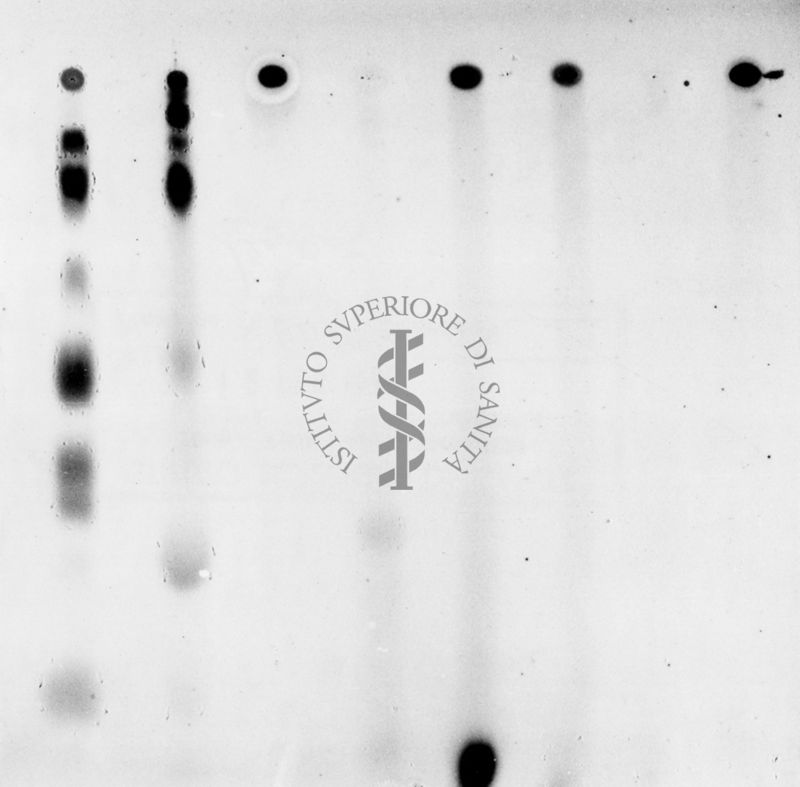 Montaggio di gel cromatografico su carta