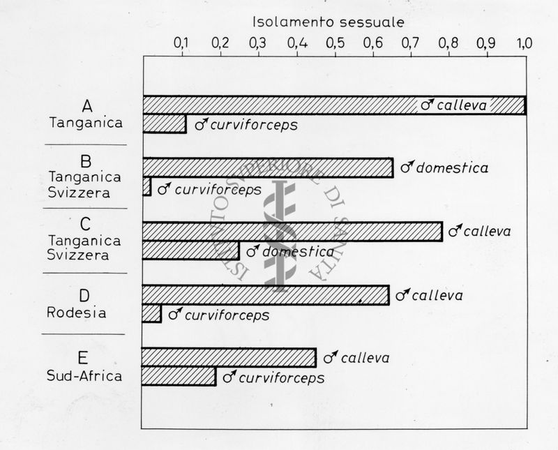 Grafico sull'isolamento sessuale osservato in colonie di Musca domestica, Musca calleva e Musca curviforceps provenienti da 5 diverse aree geografiche