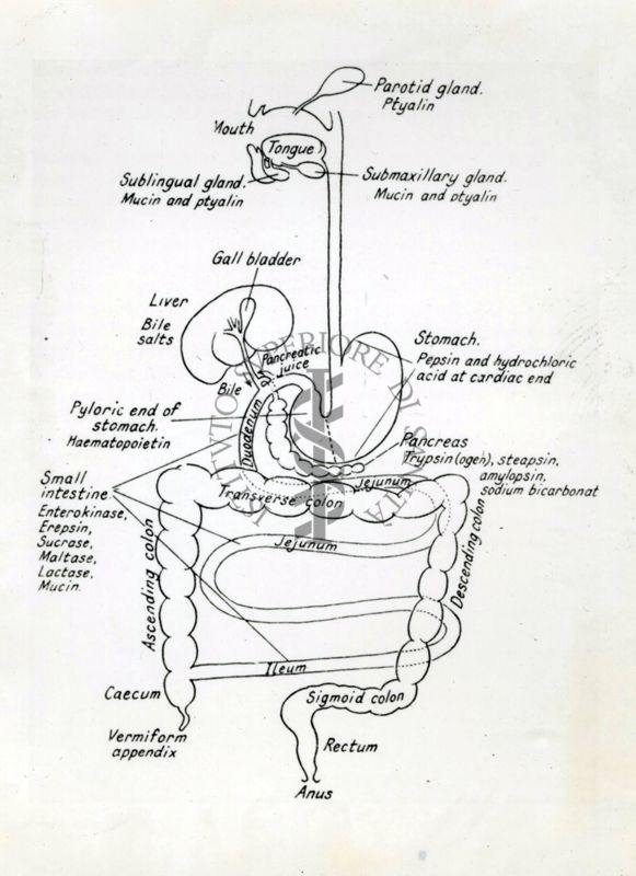 Schema di un apparato digerente
