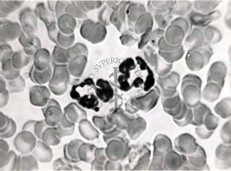 Preparati di sangue di animali di laboratorio: topini