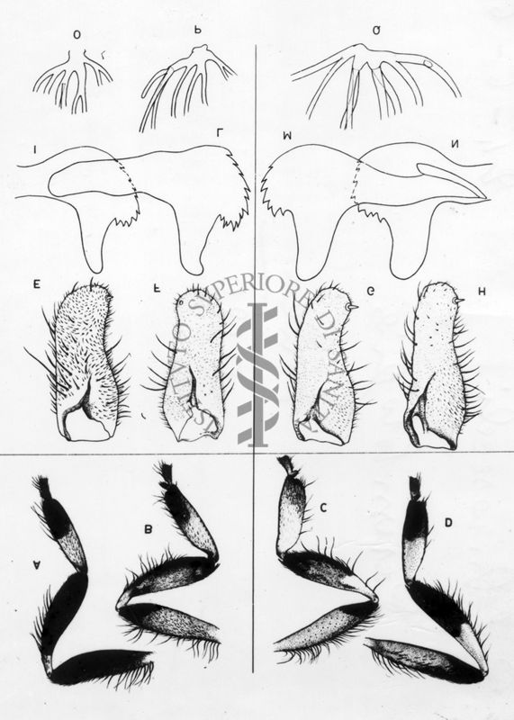 Ditteri Simulidi: dall'alto, particolare dei filamenti della pupa, parti boccali della larva, cerci e arti della femmina in due specie a confronto