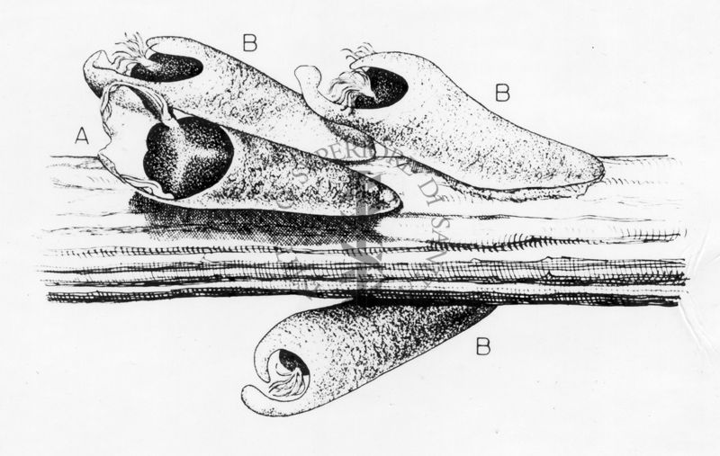 Disegno raffigurante 4 pupe di dittero Simulide fissate ad un ramo, in acqua