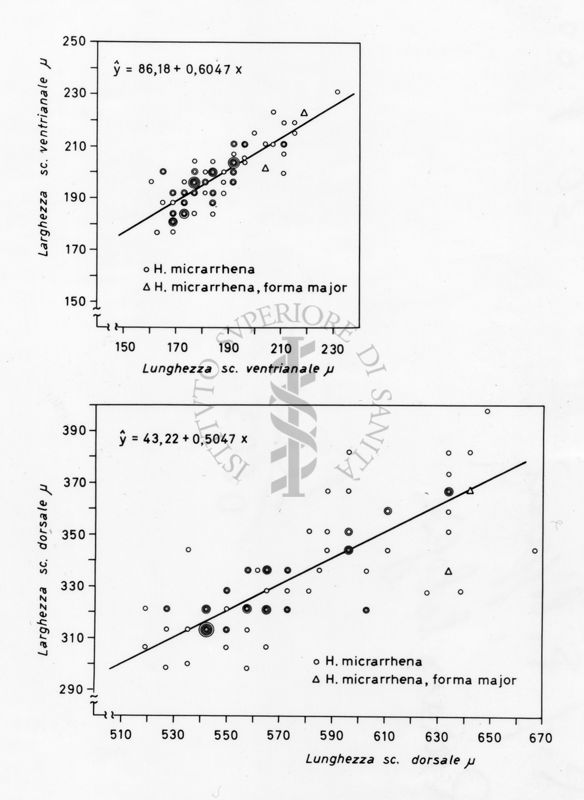 Grafici da studio su osservazioni morfometriche in acari della specie Holostapella micrarrhena e H. micrarrhena forma major. Grafico in alto: sull'asse delle ordinate, larghezza sc. ventrianale e sull'asse delle ascisse lunghezza sc. ventrianale. Grafico in basso: sull'asse delle ordinate, larghezza sc. dorsale e sull'asse delle ascisse, lunghezza sc. dorsale