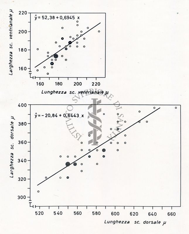 Grafici da studio su osservazioni morfometriche in acari delle specie Holostapella exornata e H. ornata. Grafico in alto: sull'asse delle ordinate, larghezza sc. ventrianale e sull'asse delle ascisse lunghezza sc. ventrianale. Grafico in basso: sull'asse delle ordinate, larghezza sc. dorsale e sull'asse delle ascisse, lunghezza sc. dorsale