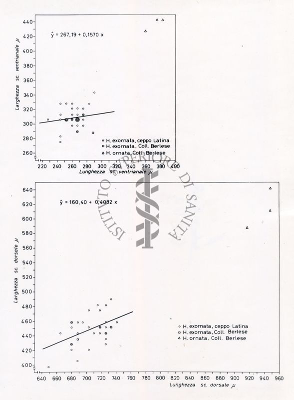 Grafici da studio su osservazioni morfometriche in acari delle specie Holostapella exornata e H. ornata. Grafico in alto: sull'asse delle ordinate, larghezza sc. ventrianale e sull'asse delle ascisse lunghezza sc. ventrianale. Grafico in basso: sull'asse delle ordinate, larghezza sc. dorsale e sull'asse delle ascisse, lunghezza sc. dorsale