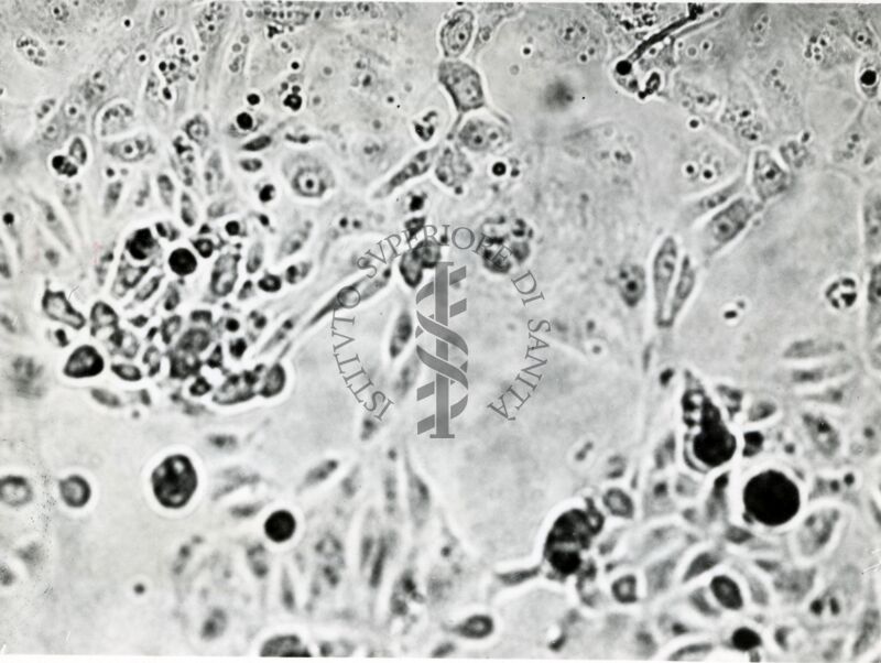 Colture miste di rene di scimmia e carcinoma della mammella di topo C 3 H