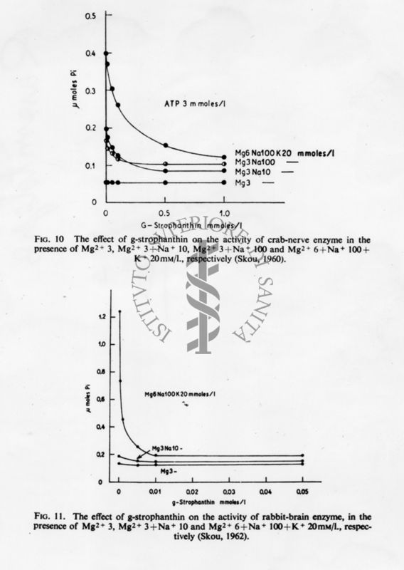 Grafici con didascalia autoesplicativa, studio di fisiologia cellulare. L'effetto della g-strofantina nella attività dell'enzima del nervo di granchio (fig. 10) e dell'enzima del cervello del coniglio (fig. 11) in presenza di Mg. Grafico in alto (fig. 10) - asse delle ascisse: gamma moles pi, asse delle ordinate: G-strophanthin mmoles/l. Grafico in basso (fig. 11) - asse delle ascisse: gamma moles pi, asse delle ordinate: G-strophanthin mmoles/I