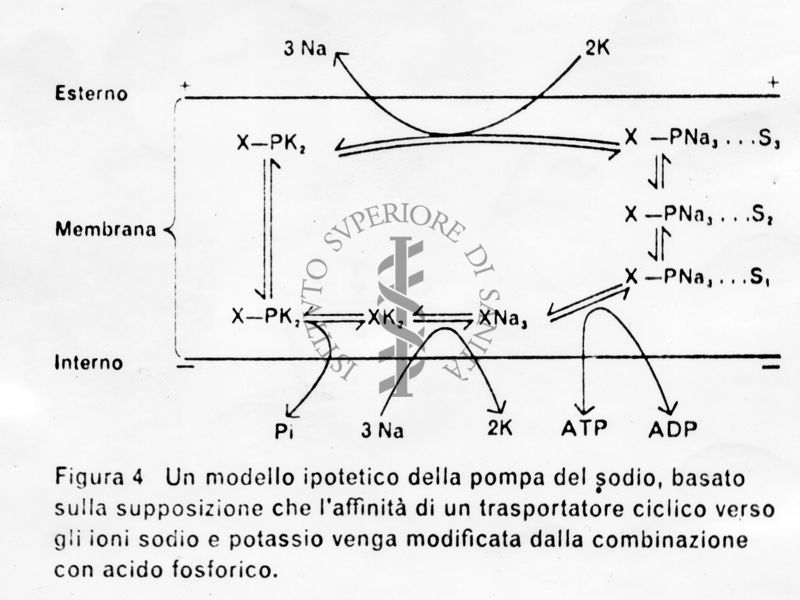 Modello ipotetico della pompa del sodio, basato sulla supposizione che l'affinità di un trasportatore ciclico verso gli ioni sodio e potassio venga modificata dalla combinazione con acido solforico