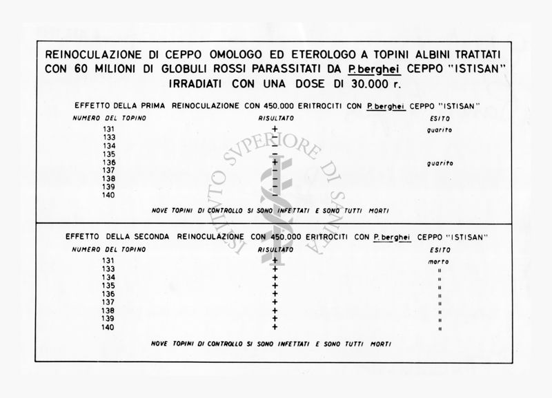 Tabella dei dati relativi ad uno studio di inoculazione di Plasmodium berghei su topo