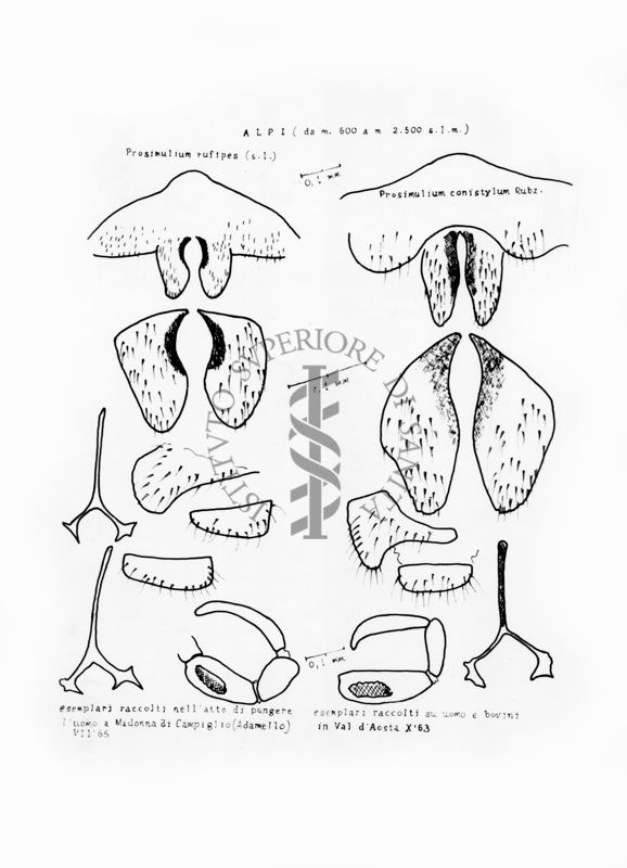Disegni anatomici degli organi genitali femminili dei ditteri Simulidi Prosimulium rufipes e Prosimulium conistylum. Dall'alto: gonapofisi, furca e palpo mascellare