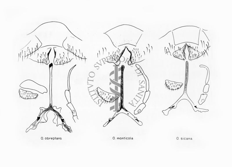 Disegni anatomici degli organi genitali femminili dei ditteri Simulidi Odagmia obreptans e Odagmia monticola e Odagmia sican: gonapofisi, furca e palpo mascellare