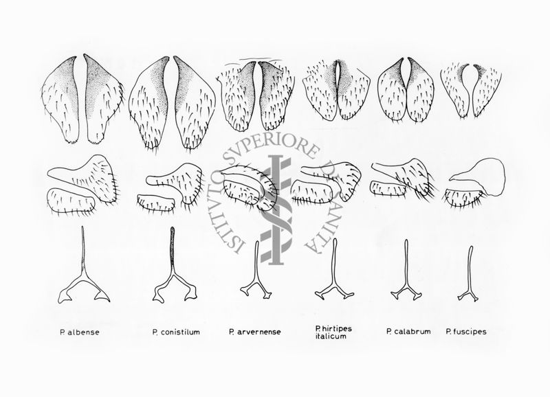 Disegni anatomici degli organi genitali femminili dei ditteri Simulidi: Prosimulium albense, P. conistilum, P. arvernense, P. hirtipes italicum, P. calabrum, P. fuscipes: gonapofisi e furca