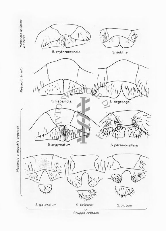 Disegni anatomici degli organi genitali femminili, associati alla colorazione del torace, dei ditteri Simulidi: Simuliium erythrocephala, S. subtile, S. hispaniola, S. degrangei, S. argyreatum, S. paramorsitans, S. galeratum, S. liriense, S. pictum P. conistilum, P. arvernense, P. hirtipes italicum, P. calabrum, P. fuscipes: gonapofisi