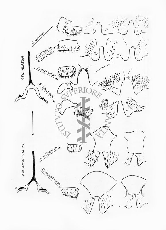 Disegni anatomici degli organi genitali femminili dei ditteri Simulidi del genere Simulium, sottogenere Eusimulium, delle specie riportate, suddivise in base alla furca che è come nella specie S. aureum e S. angustitarse