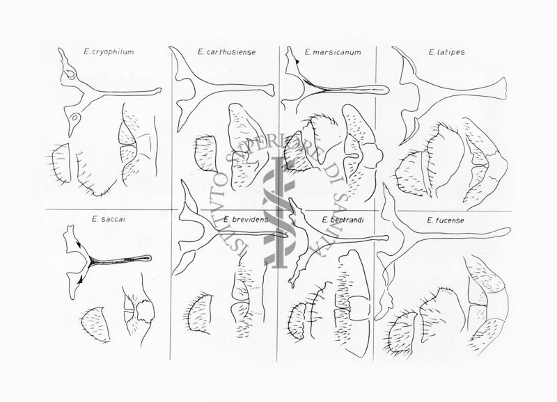 Disegni anatomici degli organi genitali femminili dei ditteri Simulidi del genere Eusimulium (saccai, cryophilum, brevidens, carthusiense, bertrandi, marsicanum, fucense, latipes): gonapofisi e furca