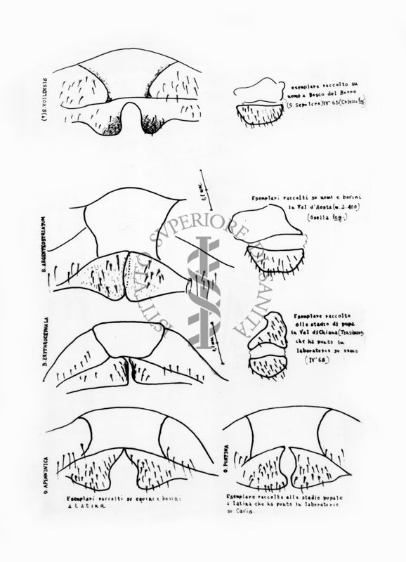 Disegni anatomici degli organi genitali femminili dei ditteri Simulidi Simulium voilensis, S. argenteostriatum, S. erithrocephalum, O.(?) apenninica: gonapofisi