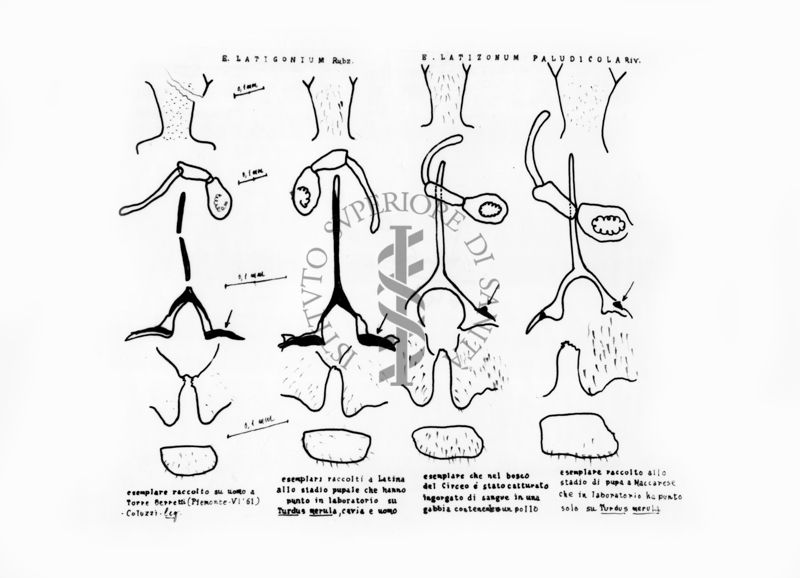 Disegni anatomici degli organi genitali femminili dei ditteri Simulidi Simulium latigonum e S. paludicola: palpo mascellare, furca, gonapofisi e dati di cattura