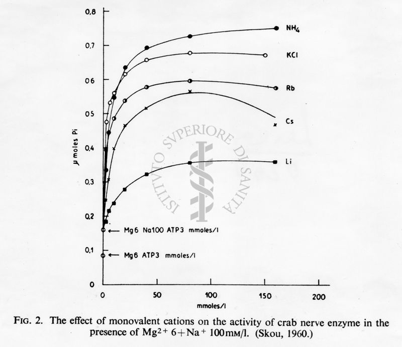 Grafici con didascalia autoesplicativa, studio di fisiologia cellulare. L'effetto cationi monovalenti nella attività dell'enzima del nervo di granchio in presenza di Mg. Grafico: asse delle ascisse, gamma moles pi; asse delle ordinate: mmoles/l