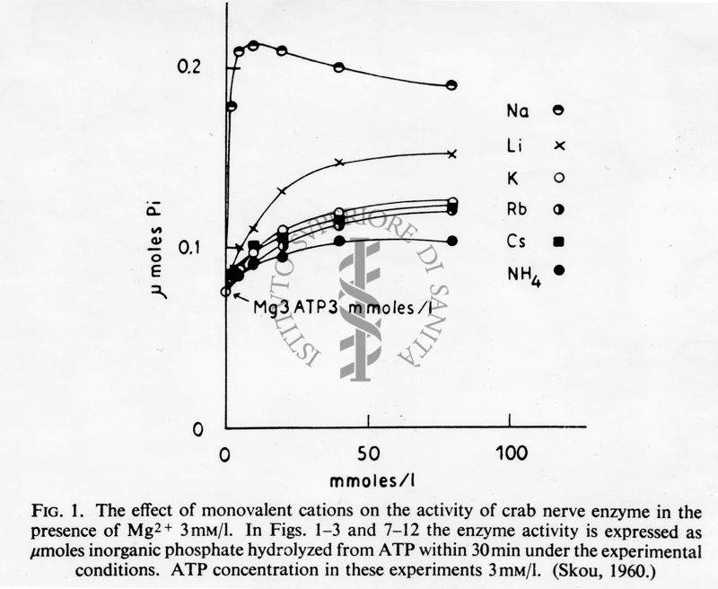 Grafici con didascalia autoesplicativa, studio di fisiologia cellulare. L'effetto cationi monovalenti nella attività dell'enzima del nervo di granchio in presenza di Mg. Grafico: asse delle ascisse, gamma moles pi; asse delle ordinate: mmoles/l