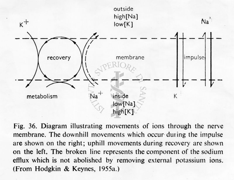 Diagramma che illustra i movimenti degli ioni attraverso la membrana nervosa