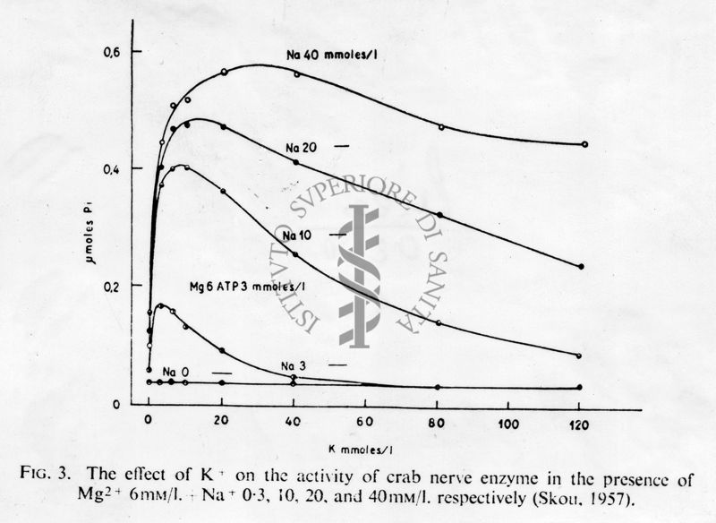 Grafici con didascalia autoesplicativa, studio di fisiologia cellulare. L'effetto del potassio sull'attività del enzima del nervo di granchio in presenza di magnesio: Grafico: asse delle ordinate, gamma moles Pi; asse delle ascisse K mmoles/l