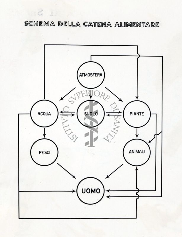 Schema della catena alimentare