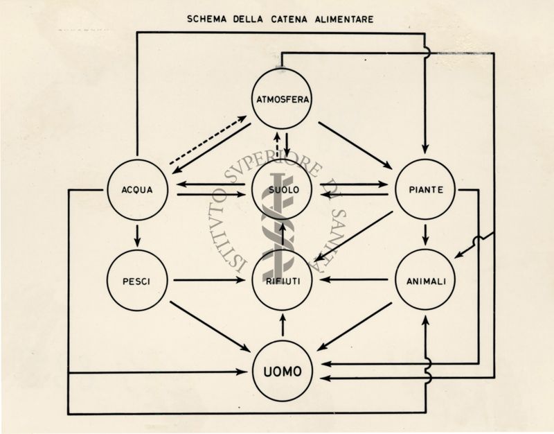 Schema della catena alimentare