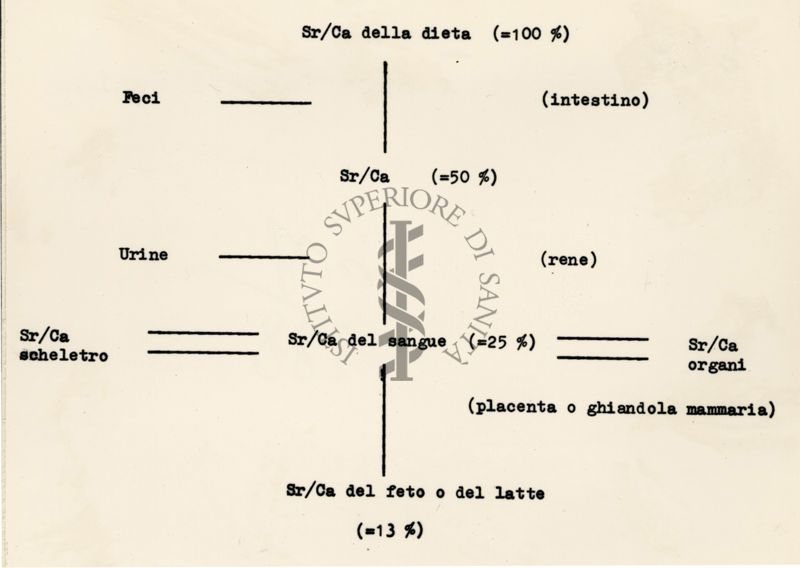 Ripartizione di Sr/calcio nella dieta