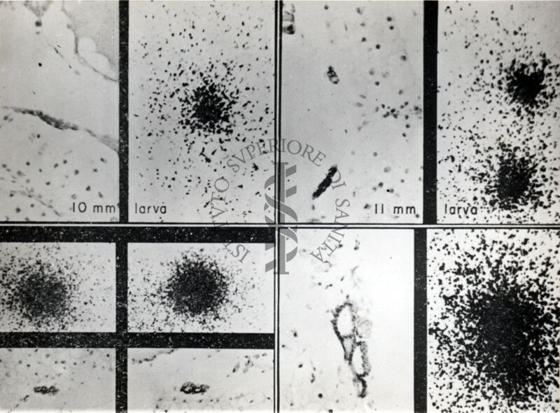 Storia delle applicazioni degli indicatori radioattivi