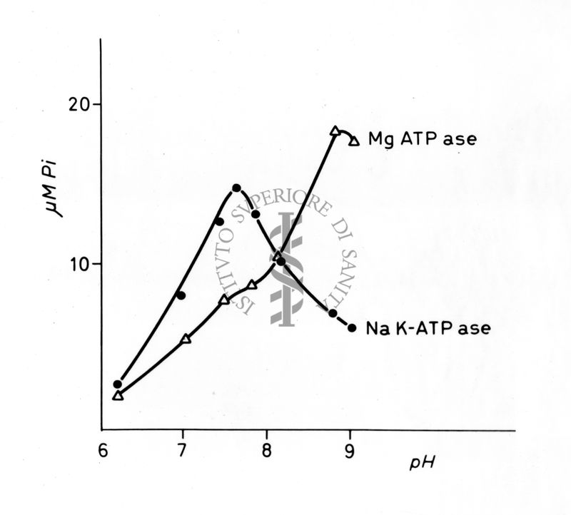 Grafico sui livelli di magnesio (ATP ase) e sodio (K-ATP ase). Asse delle ordinate: gamma M Pi, asse delle ascisse pH