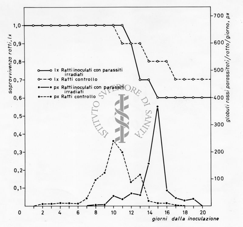 Grafico relativo ad uno studio sulla sopravvivenza in ratti inoculati con parassiti e ratti irradiati rispetto ad un controllo negativo. Asse delle ordinate: sopravvivenza ratti; asse delle ascisse: giorni dalla inoculazione