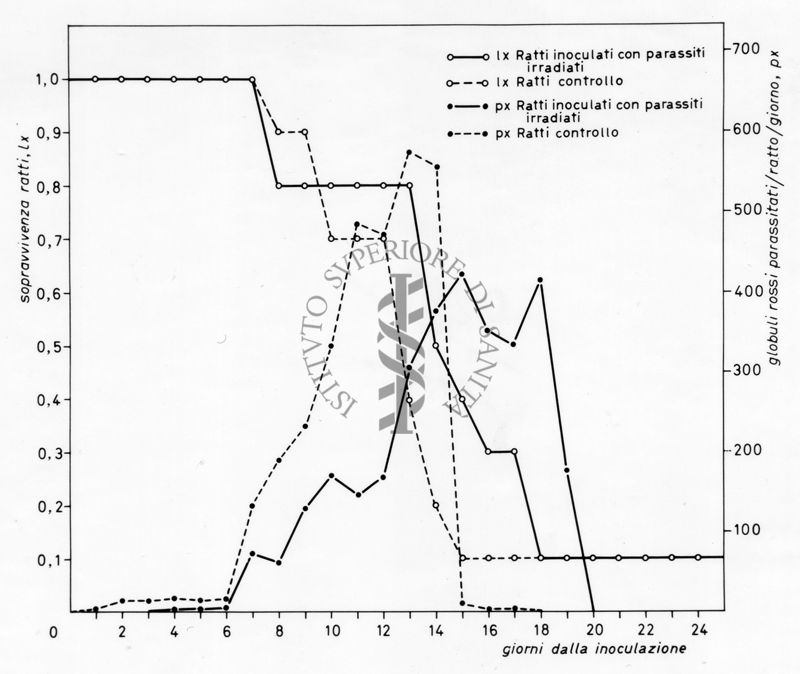 Grafico relativo ad uno studio sulla sopravvivenza in ratti inoculati con parassiti e ratti irradiati rispetto ad un controllo negativo. Asse delle ordinate: sopravvivenza ratti; asse delle ascisse: giorni dalla inoculazione