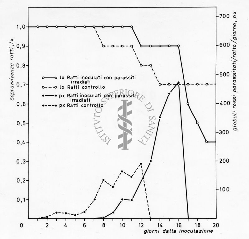 Grafico relativo ad uno studio sulla sopravvivenza in ratti inoculati con parassiti e ratti irradiati rispetto ad un controllo negativo. Asse delle ordinate: sopravvivenza ratti; asse delle ascisse: giorni dalla inoculazione