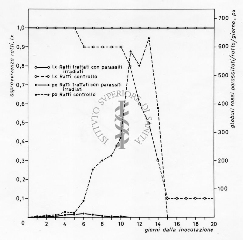 Grafico relativo ad uno studio sulla sopravvivenza in ratti inoculati con parassiti e ratti irradiati rispetto ad un controllo negativo. Asse delle ordinate: sopravvivenza ratti; asse delle ascisse: giorni dalla inoculazione