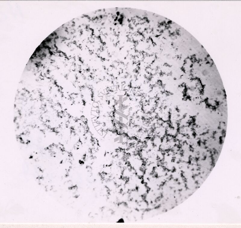 Microaglutinazioni di Virus